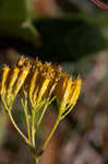 Pineland rayless goldenrod